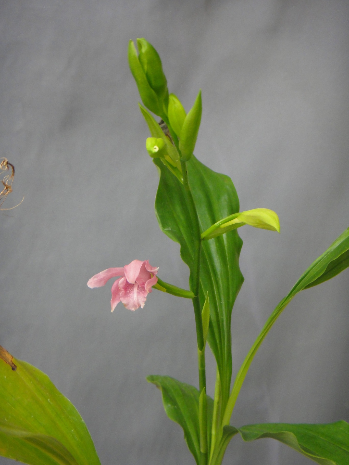 Phaius mishmensis